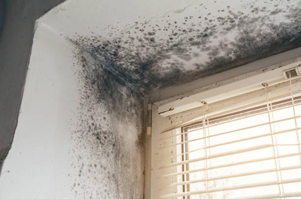 Affordable Mold Cleanup solutions in Breezewood, PA